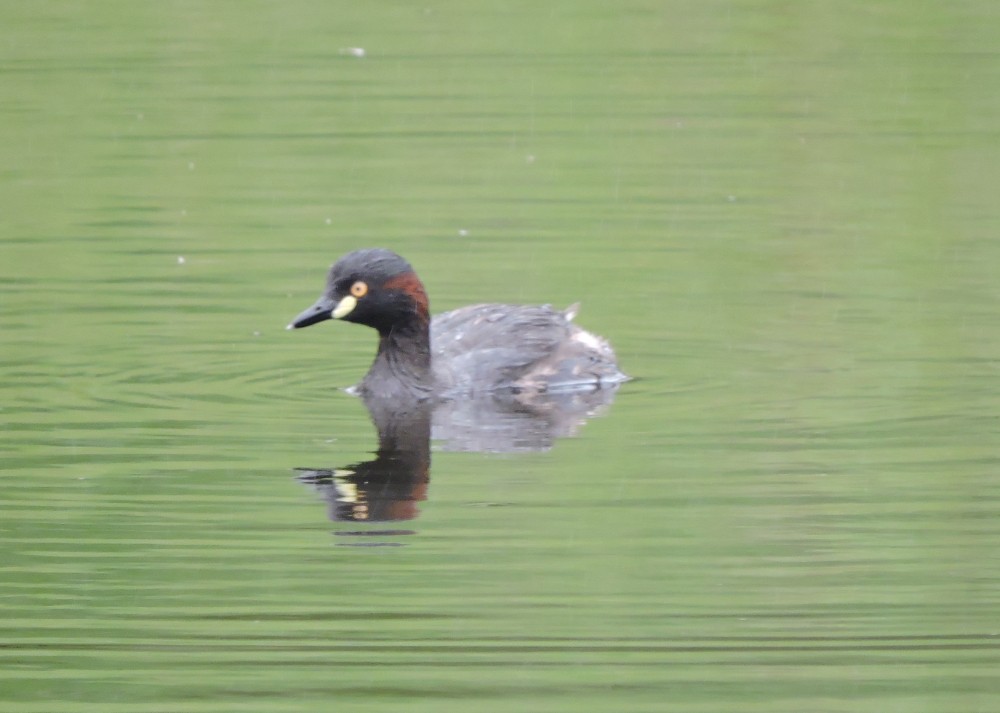 Australasian Grebe - Mark Ley