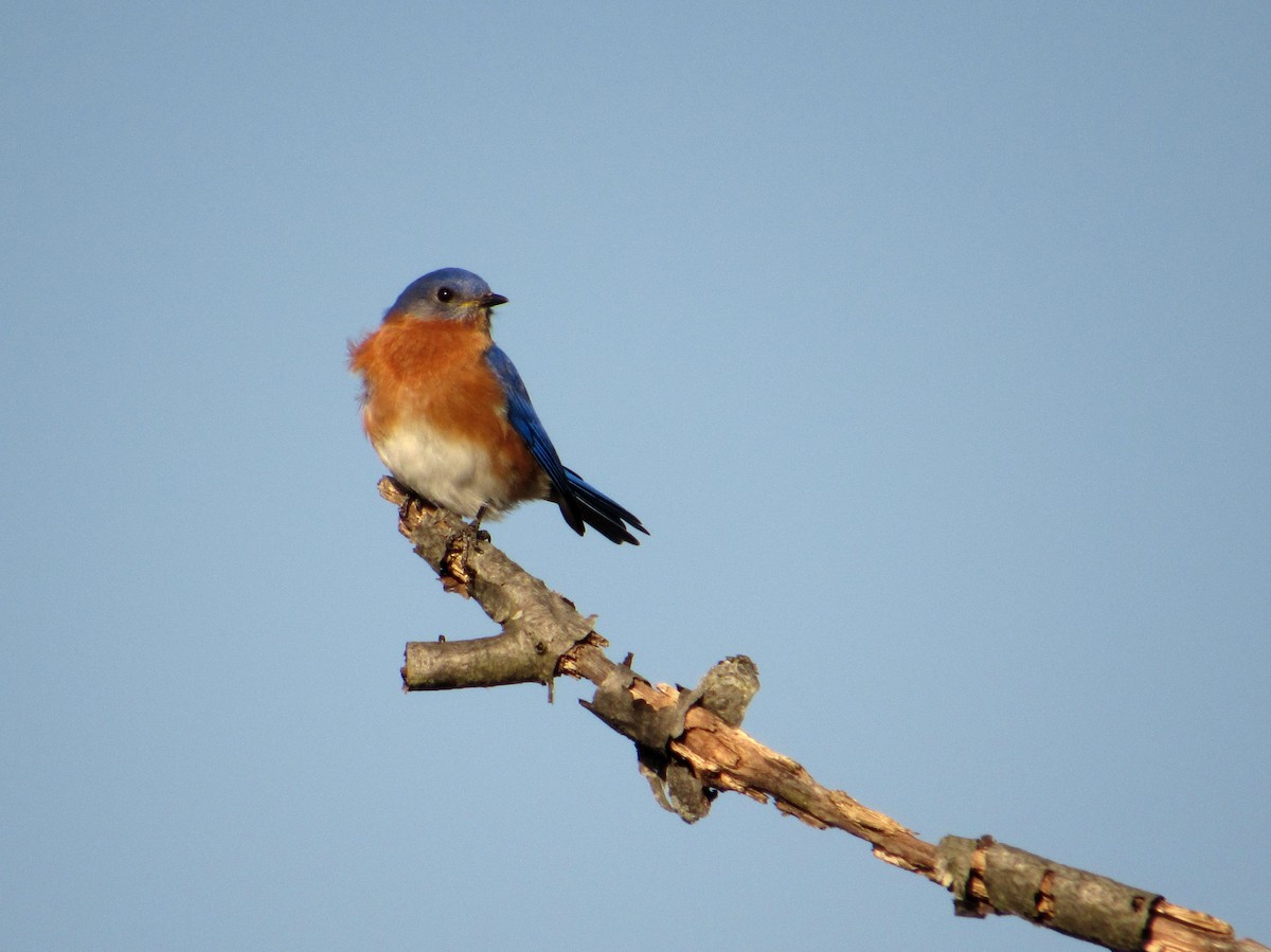 Eastern Bluebird - ML133691631