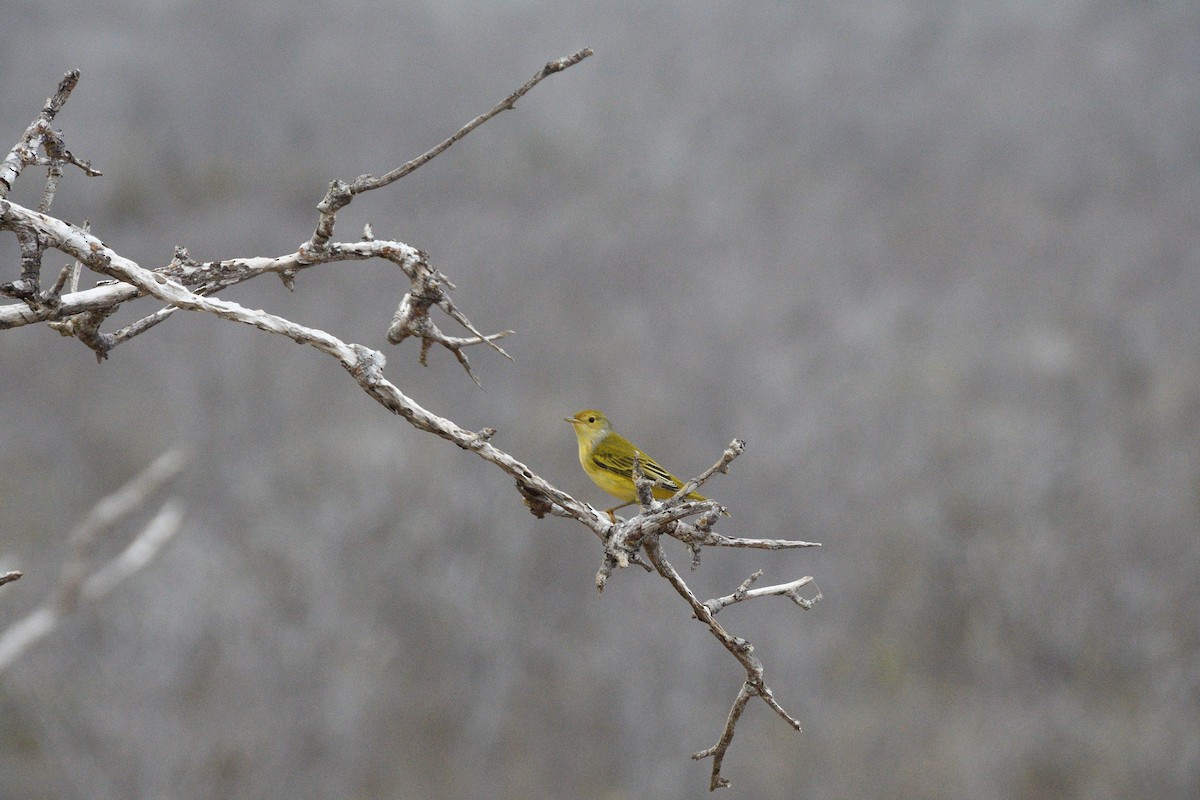 Northern/Mangrove Yellow Warbler - ML133691811