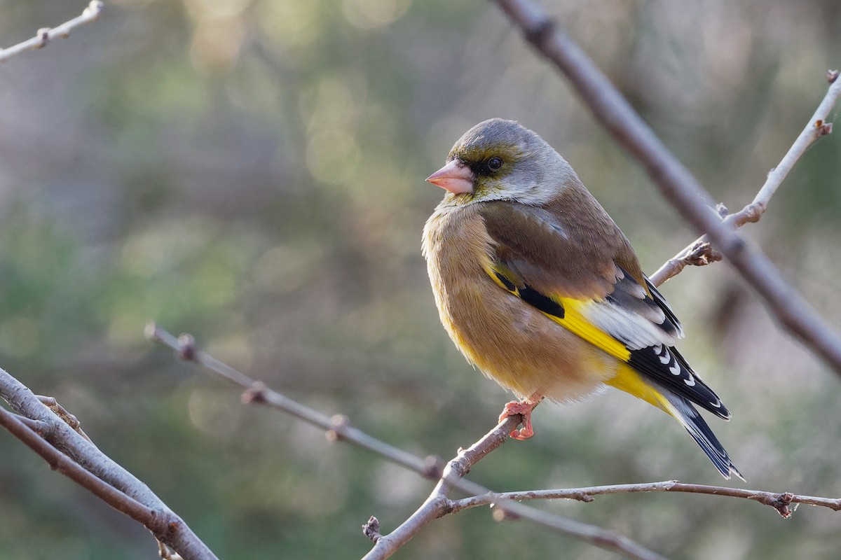 Oriental Greenfinch - Vincent Wang