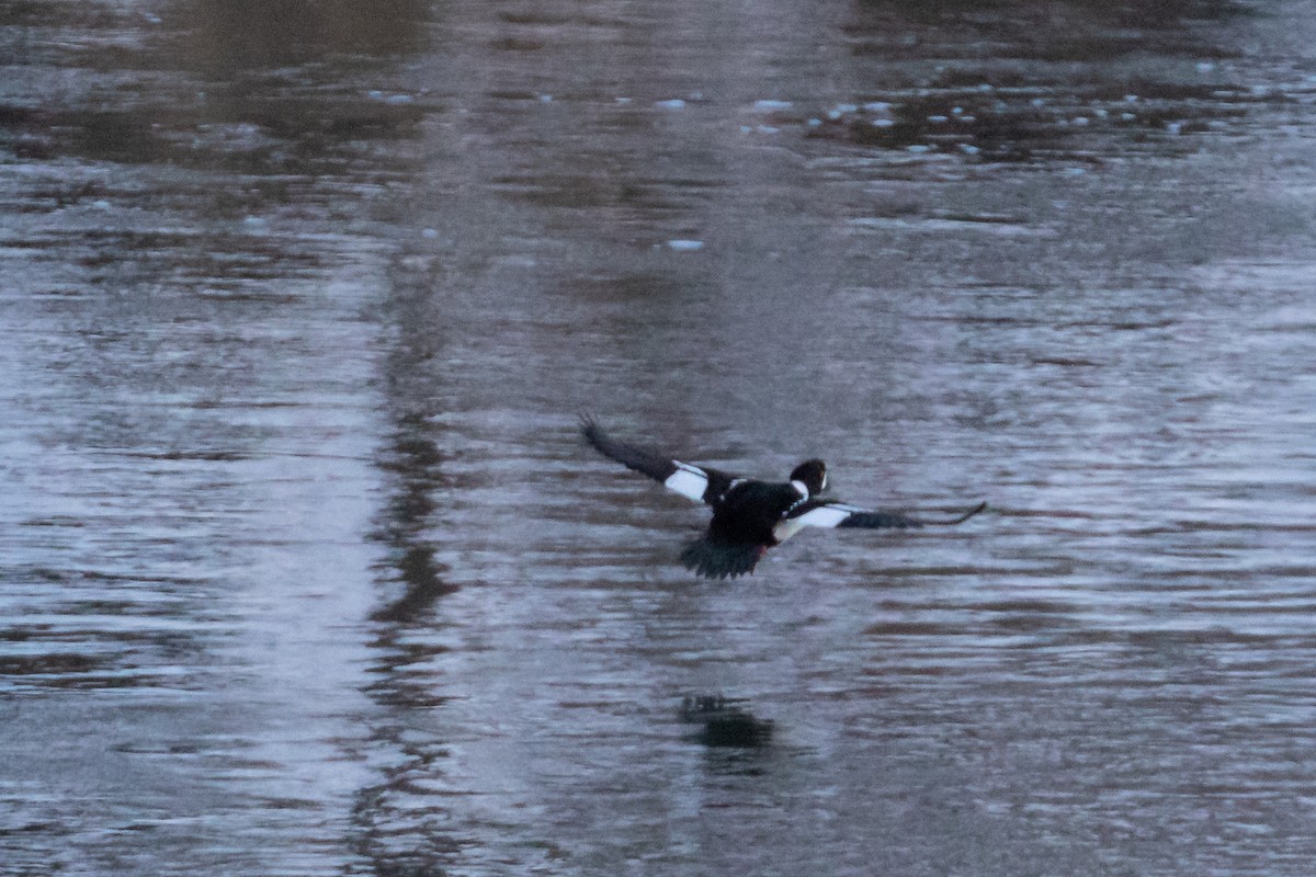 Barrow's Goldeneye - Mike Andersen