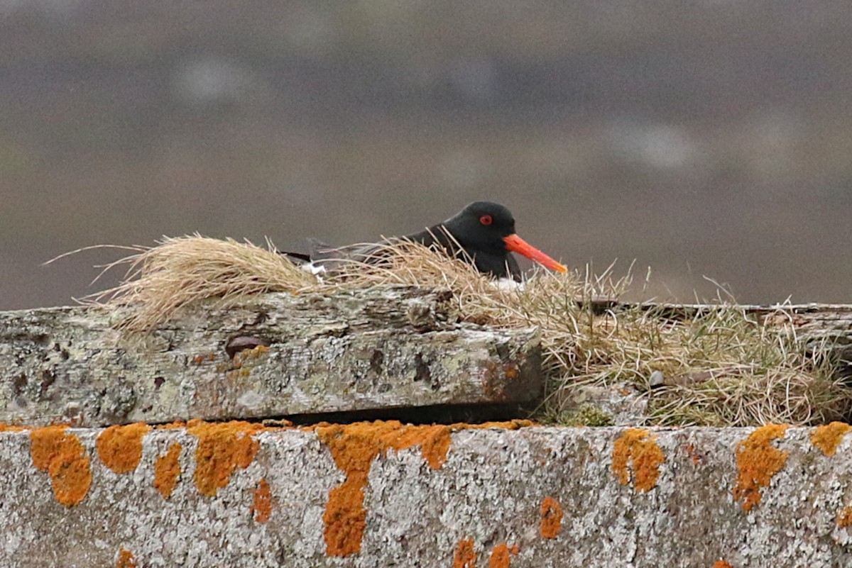 Eurasian Oystercatcher - ML133695371