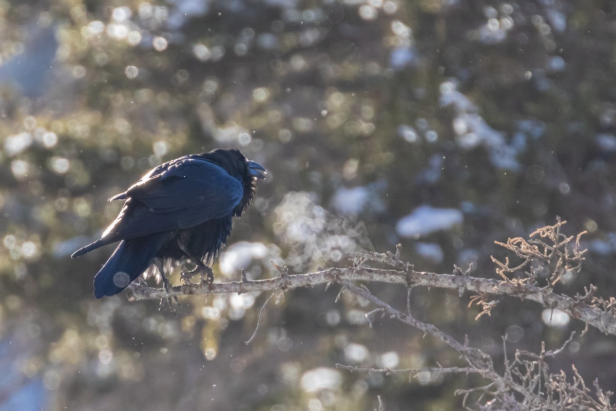 Common Raven - Mike Andersen