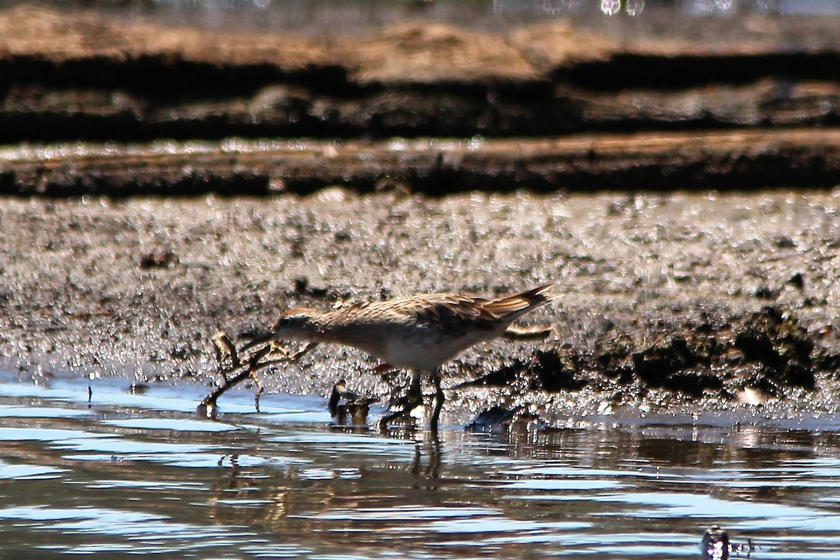 Sharp-tailed Sandpiper - ML133697251