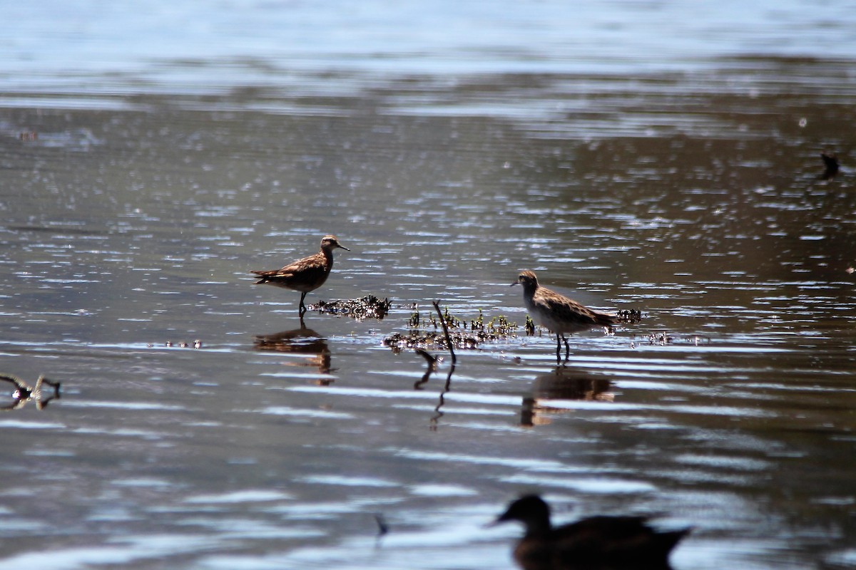 Sharp-tailed Sandpiper - ML133697261