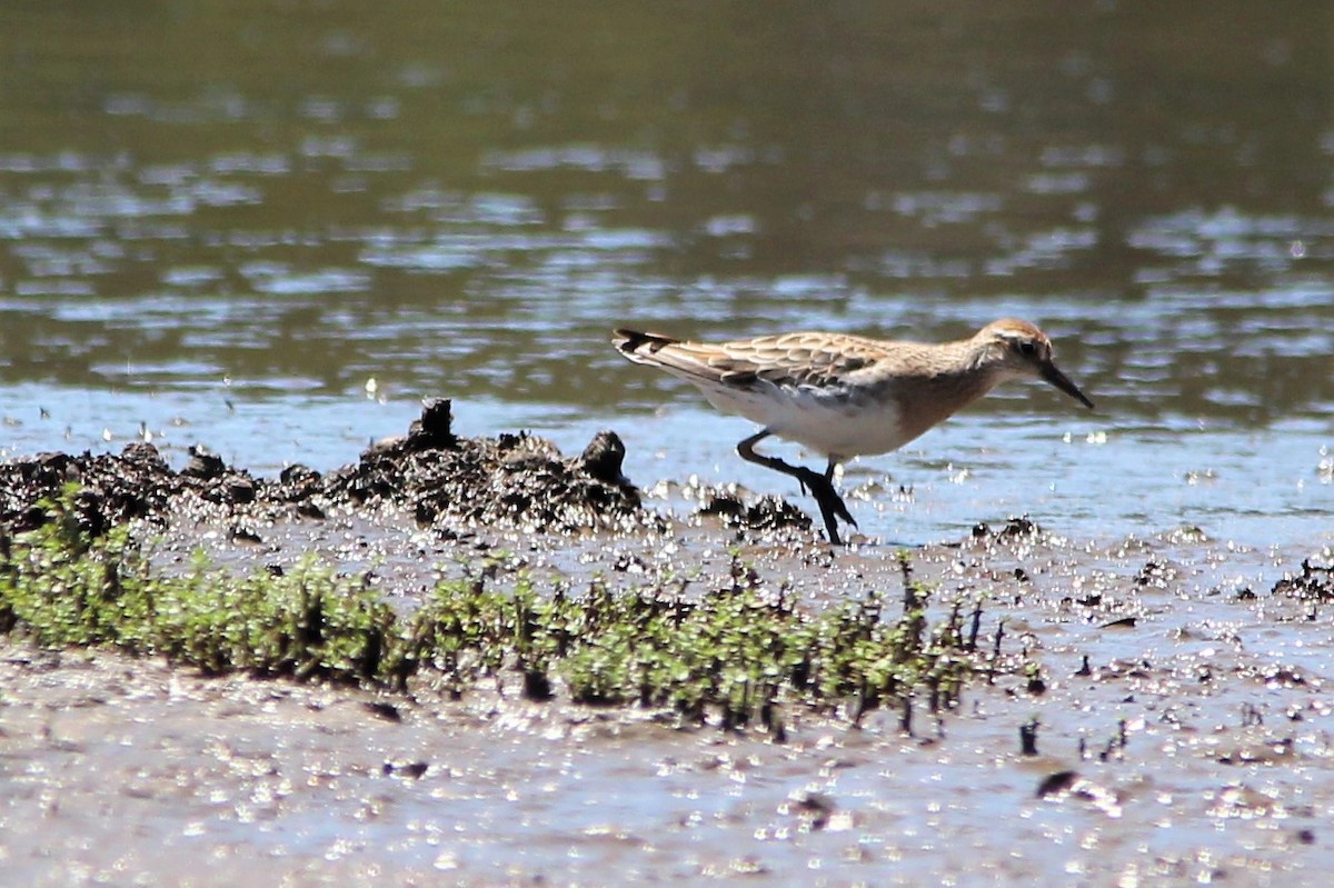 Sharp-tailed Sandpiper - ML133697271