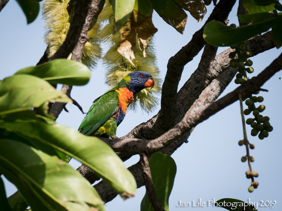 Rainbow Lorikeet - ML133699541