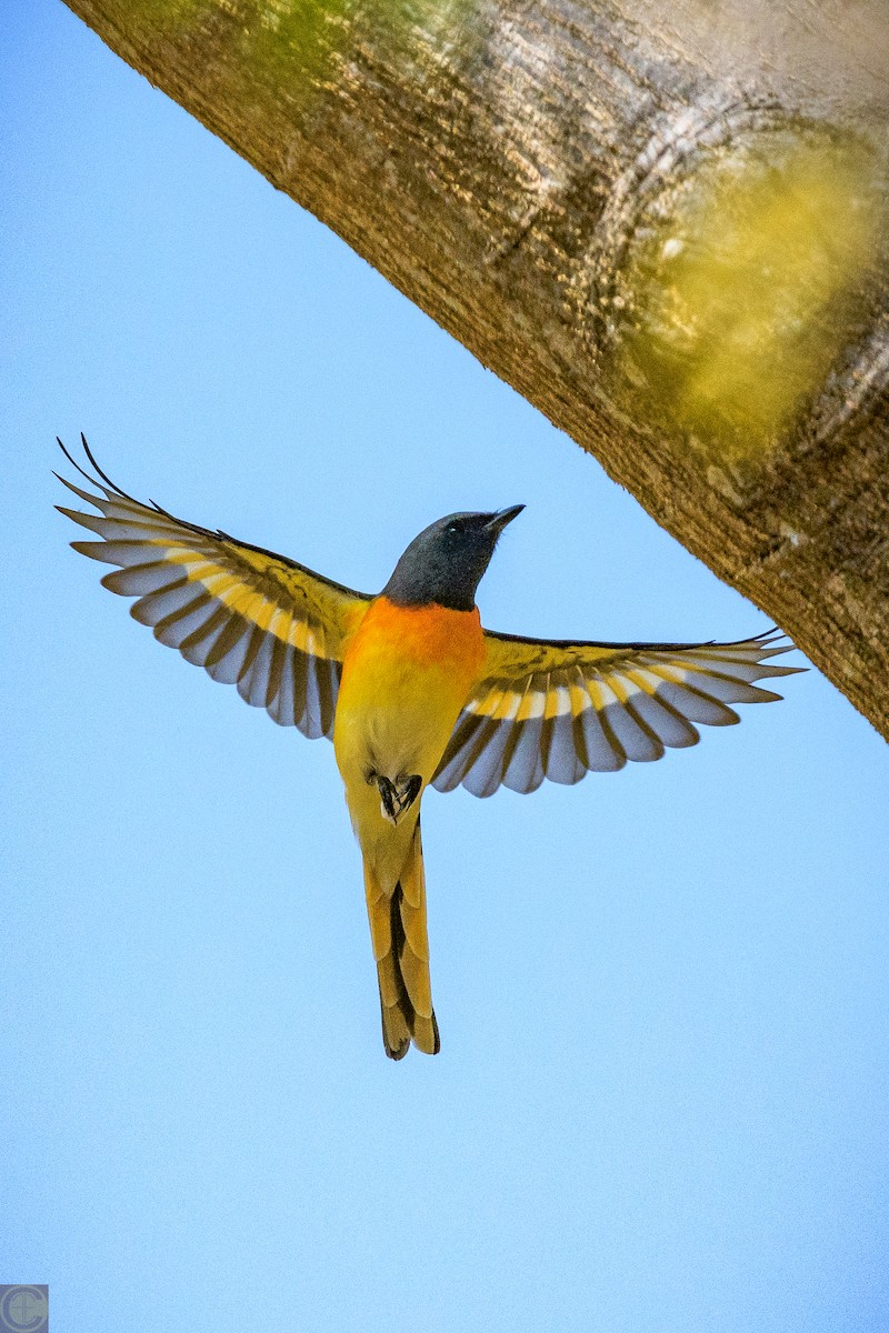 Small Minivet - ML133699771