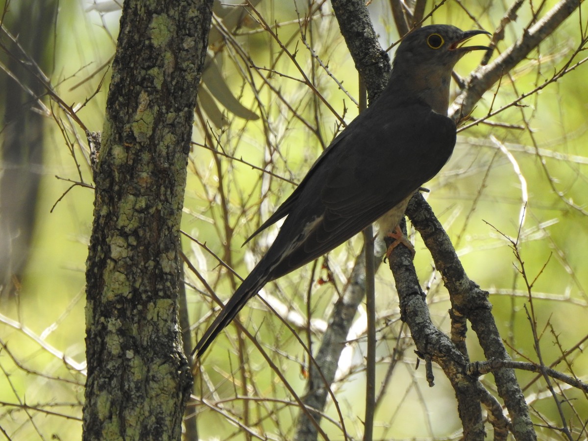 Fan-tailed Cuckoo - ML133702501