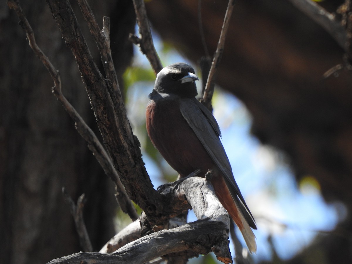 White-browed Woodswallow - ML133702571