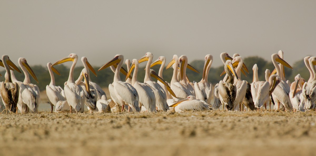 Great White Pelican - Krishna Murthy