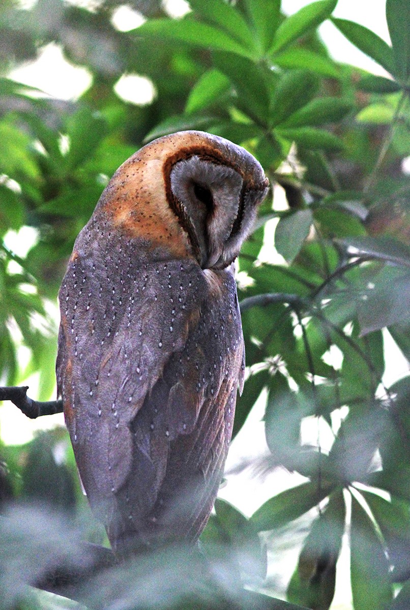 Barn Owl - ML133704741