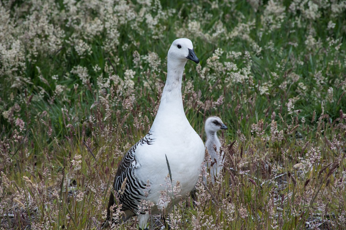 Upland Goose (White-breasted) - Jim Dehnert