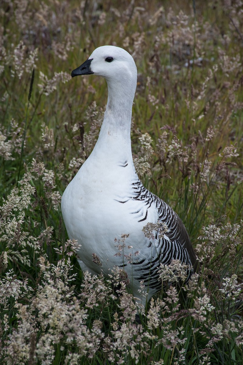 Upland Goose (White-breasted) - Jim Dehnert