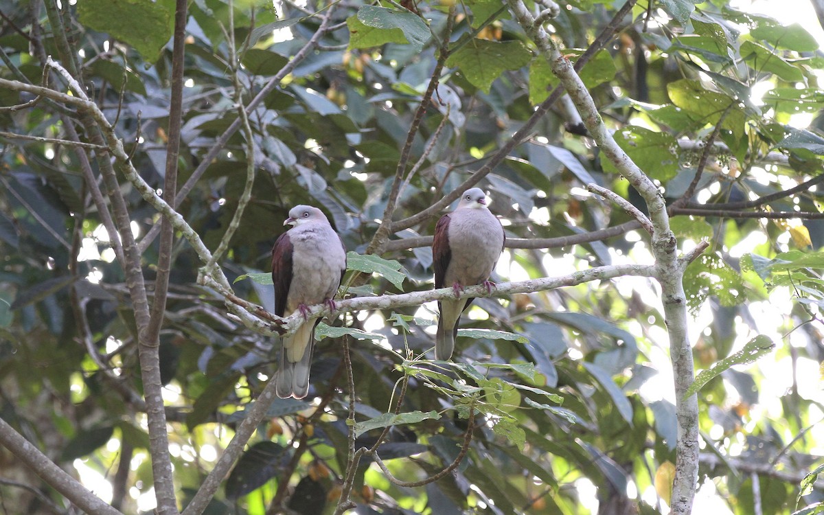 Mountain Imperial-Pigeon - ML133706851
