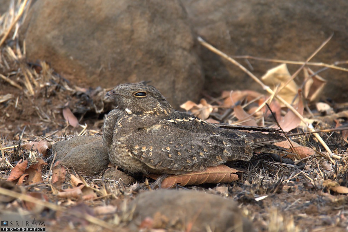 Engoulevent affin - ML133707591