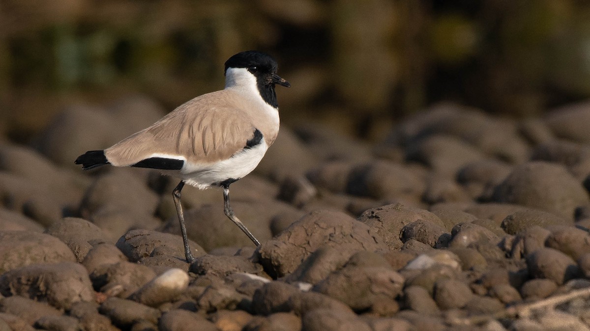 River Lapwing - ML133708601