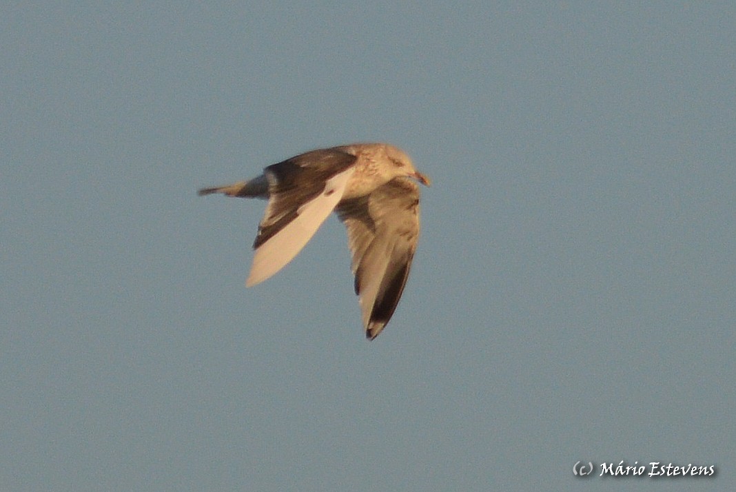 Lesser Black-backed Gull - ML133708831