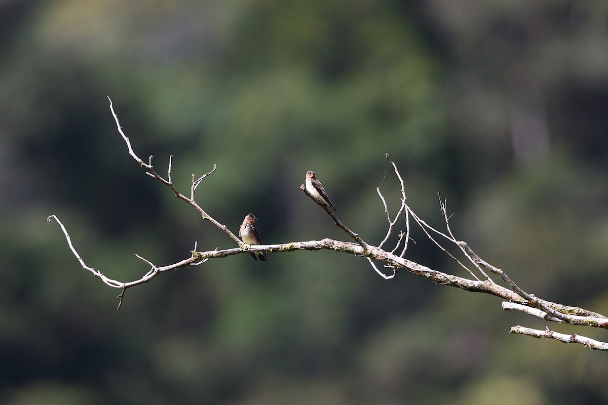 Southern Rough-winged Swallow - ML133710661