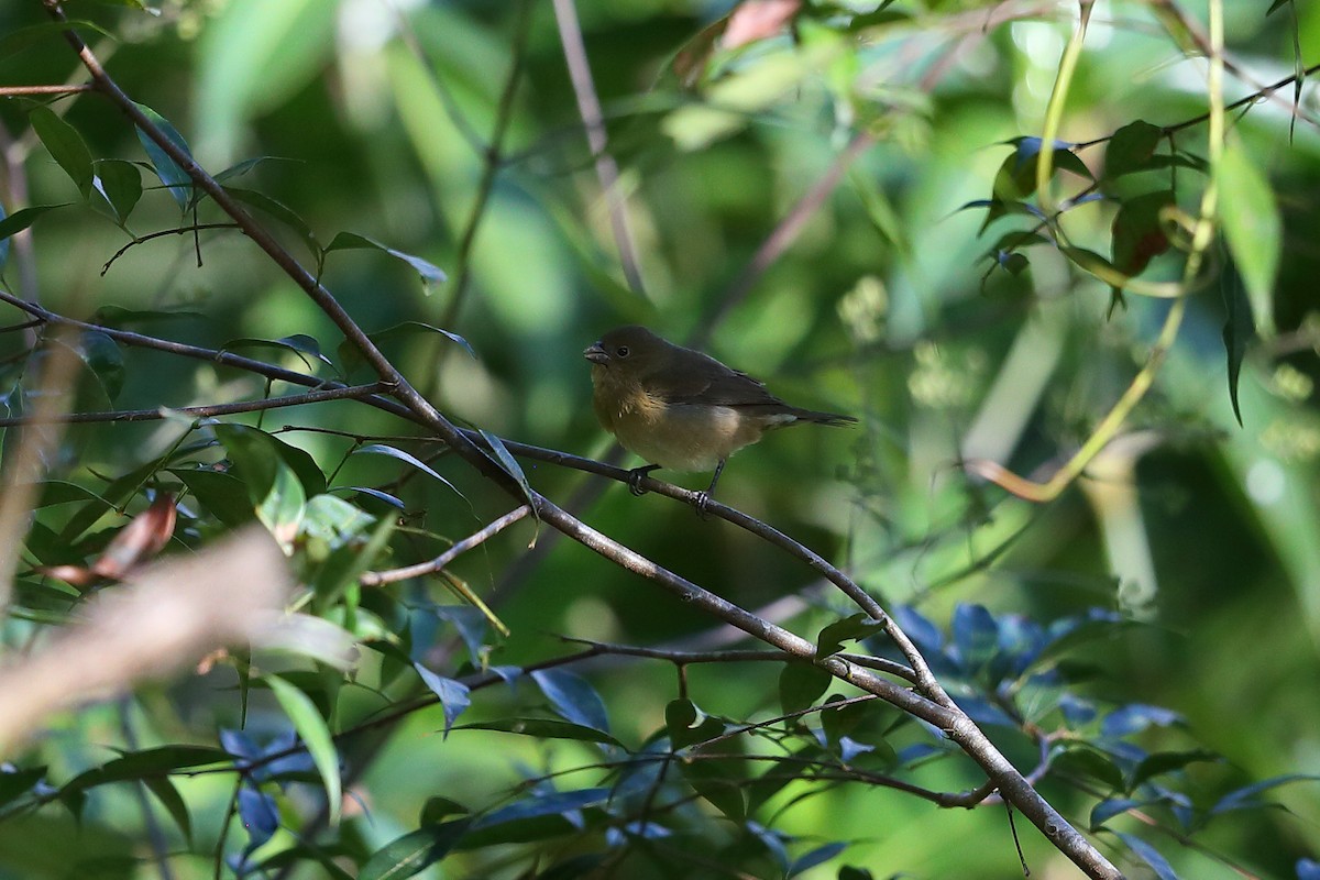 Yellow-bellied Seedeater - ML133710801