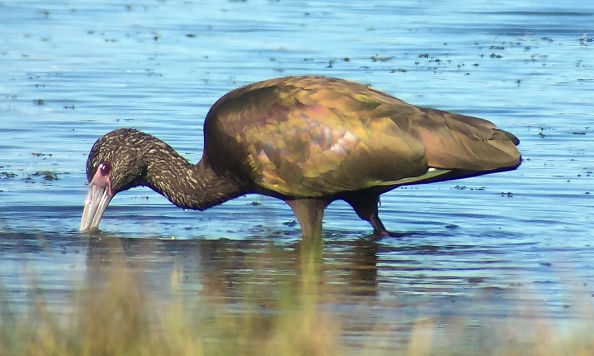 White-faced Ibis - Craig Brelsford