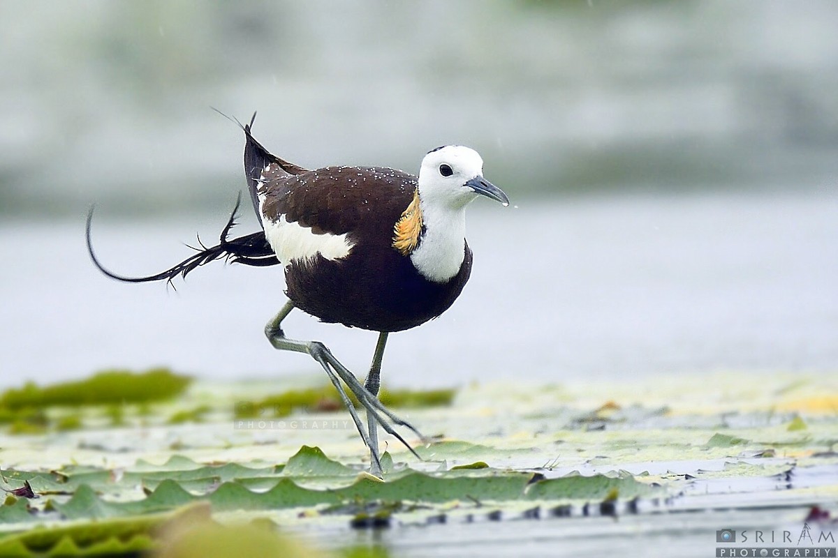 Pheasant-tailed Jacana - ML133712141