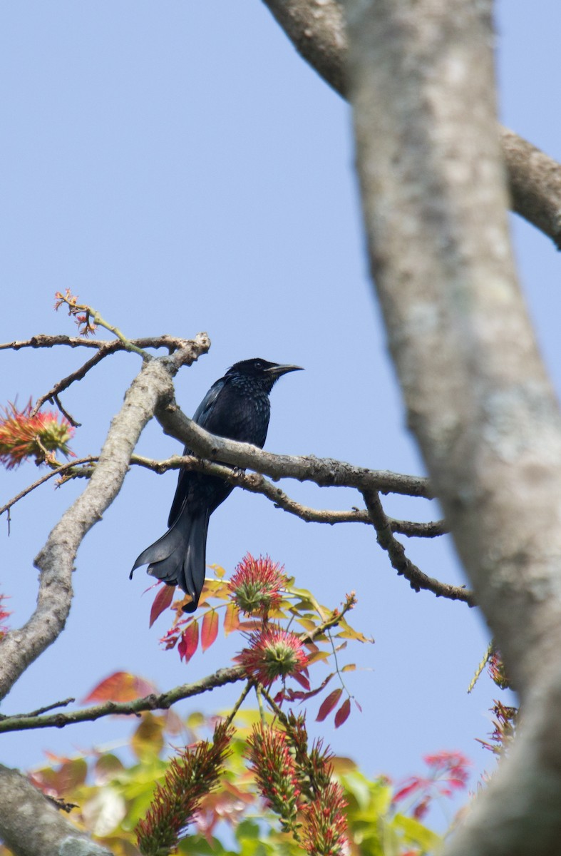 Hair-crested Drongo - ML133712971