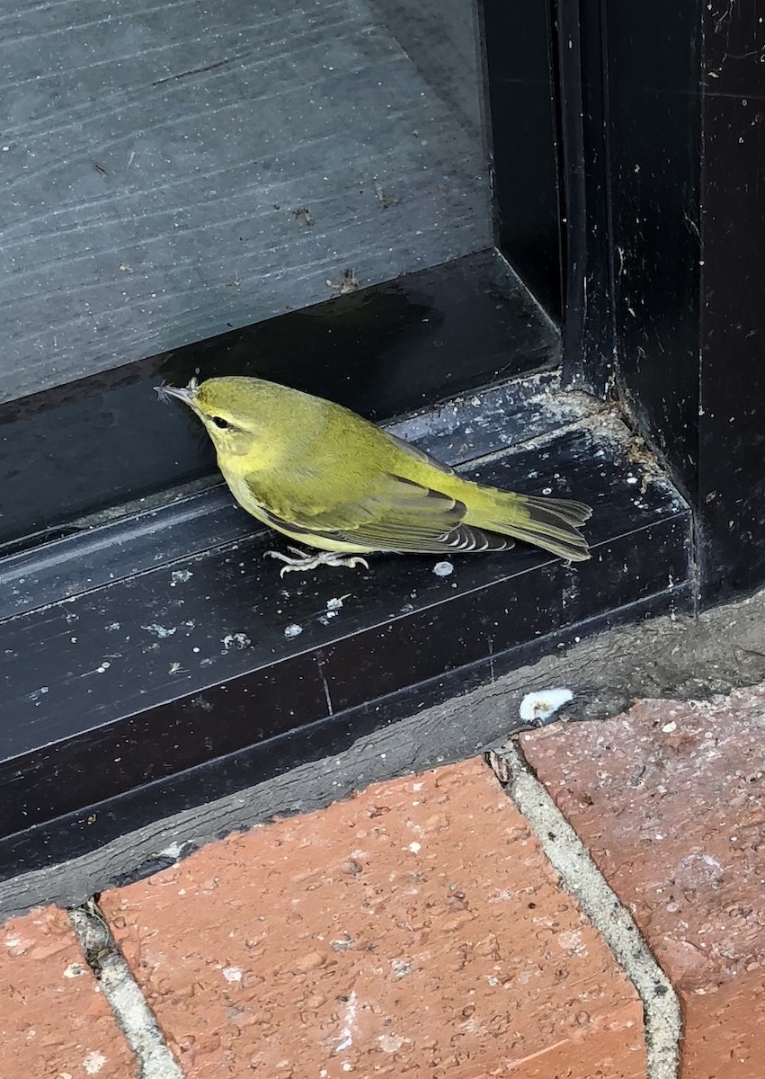 Tennessee Warbler - Christine Heflinger