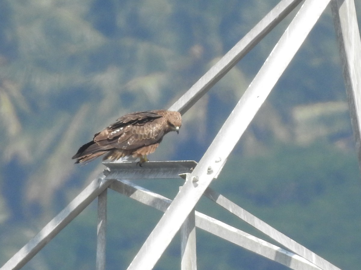 Black Kite - ML133713441