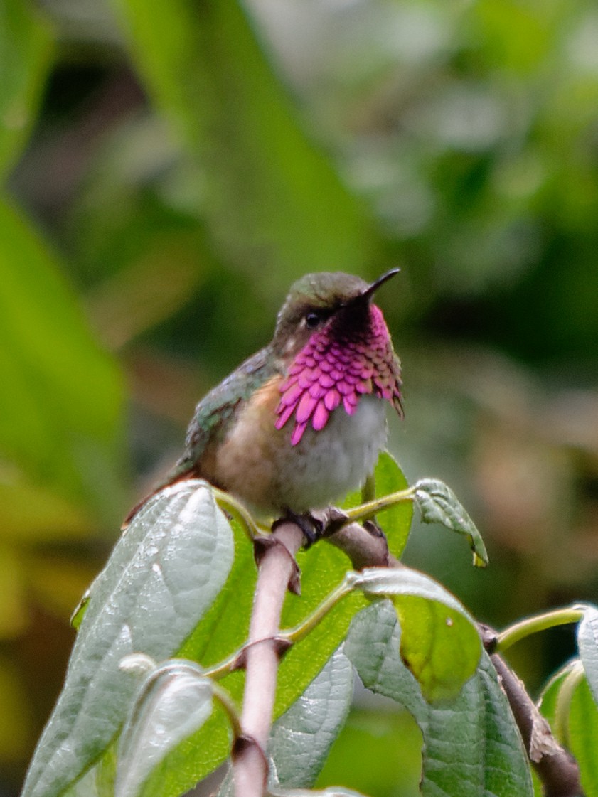 Wine-throated Hummingbird - ML133714181