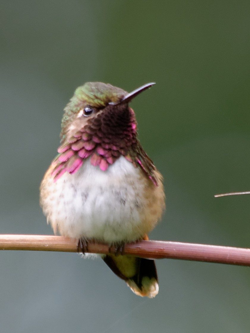 Wine-throated Hummingbird - ML133714301