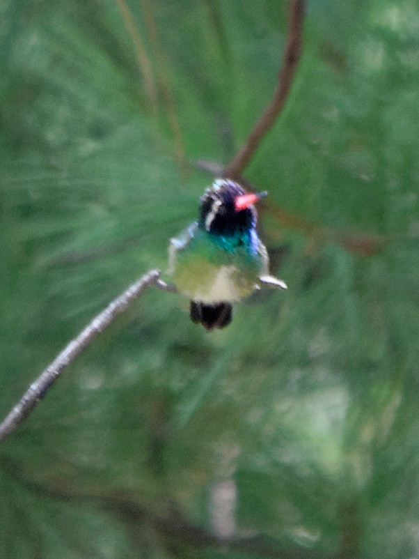 White-eared Hummingbird - ML133715761