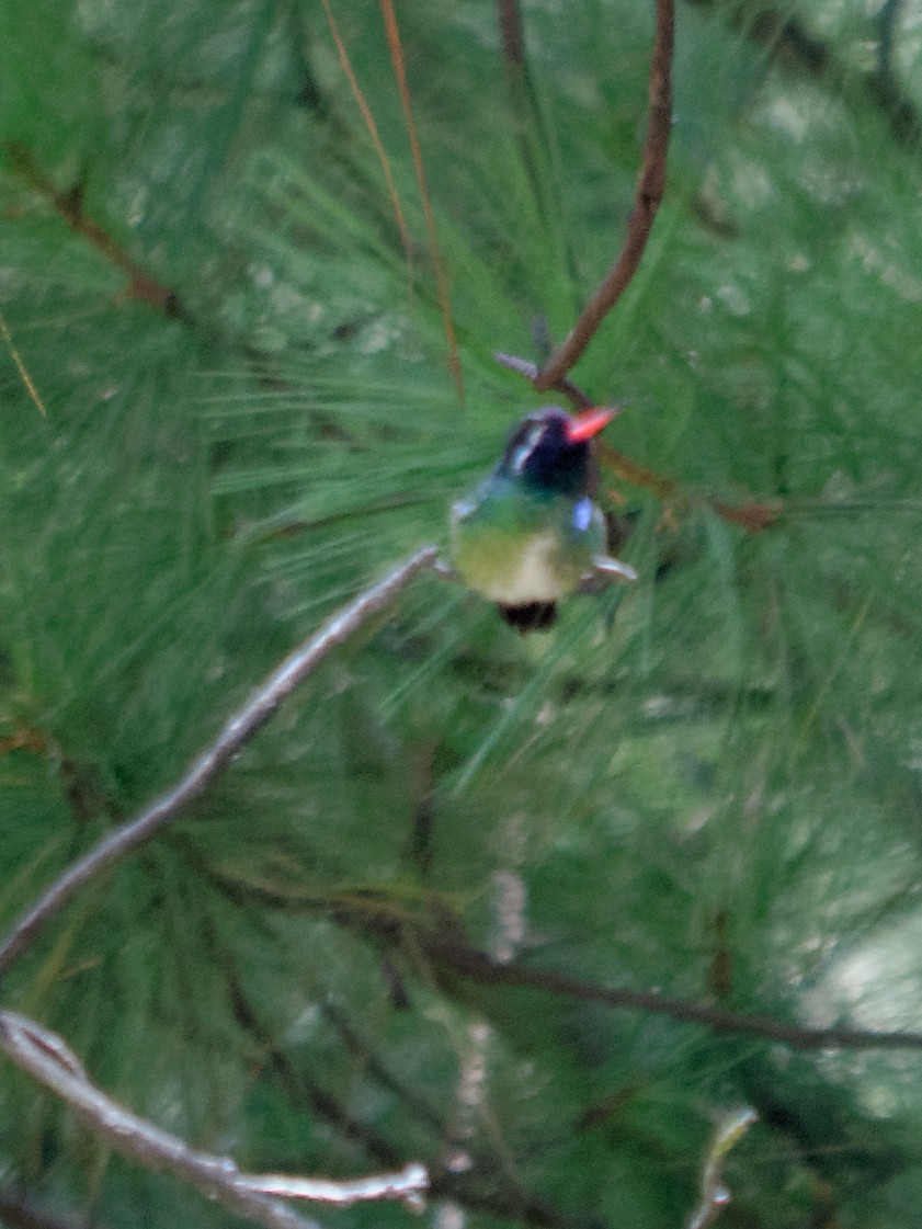 White-eared Hummingbird - ML133715771