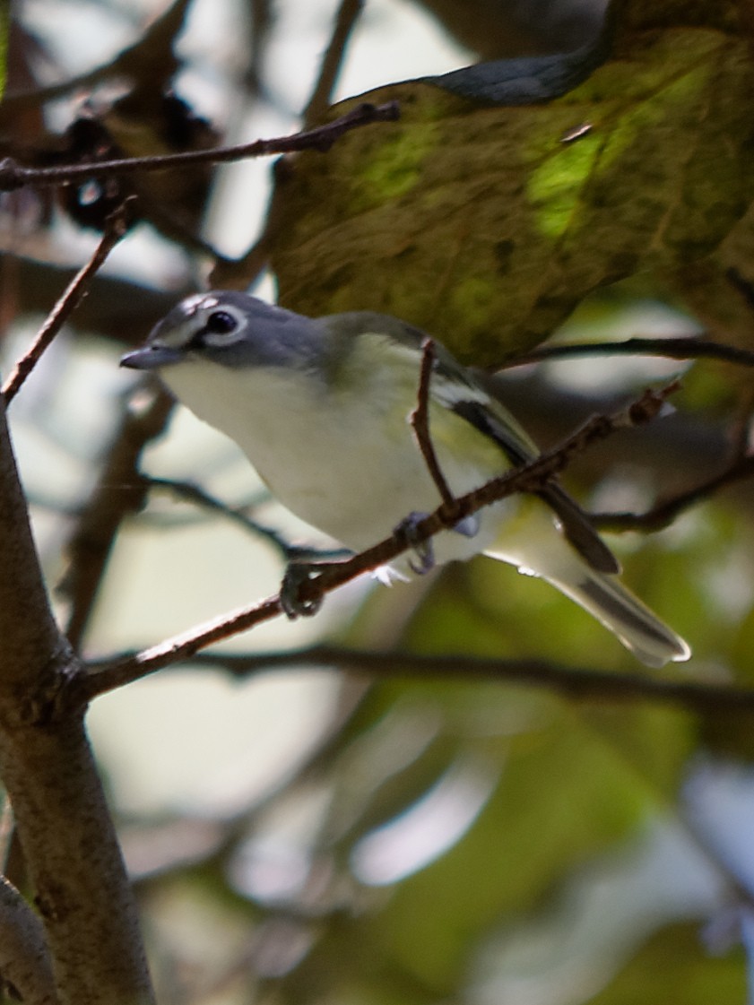 Blue-headed Vireo - ML133716881