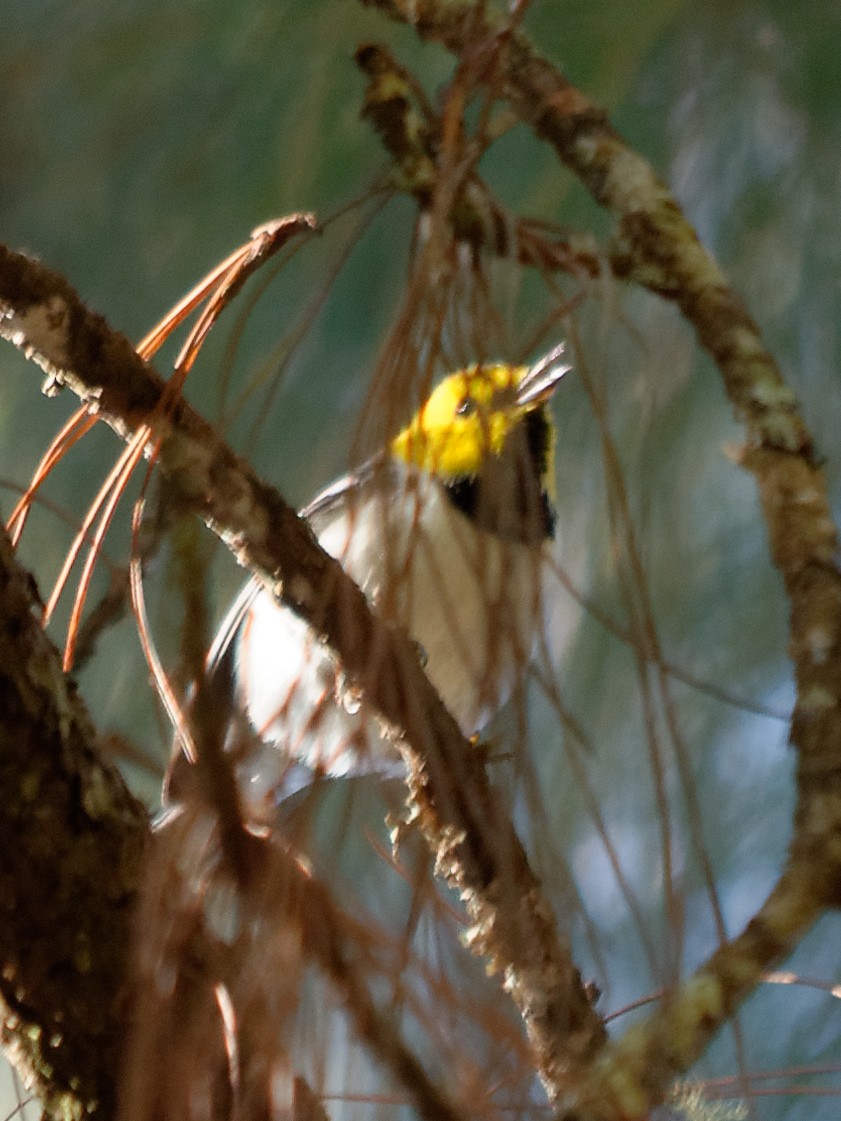 Hermit Warbler - ML133717081