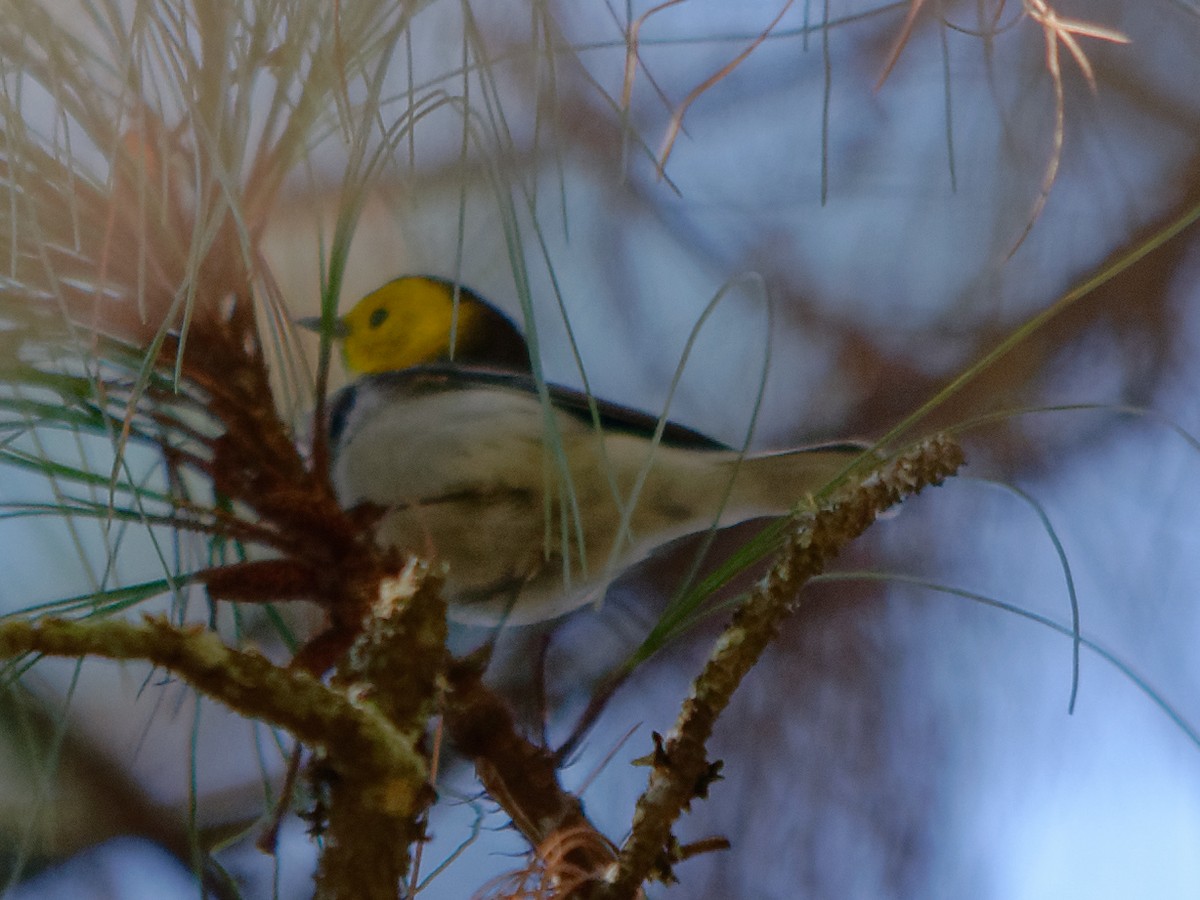 Hermit Warbler - ML133717091