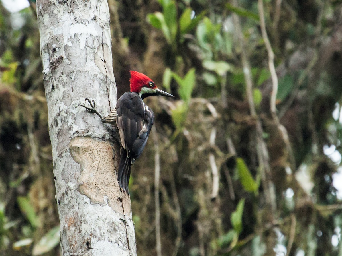 Guayaquil Woodpecker - Nick Athanas