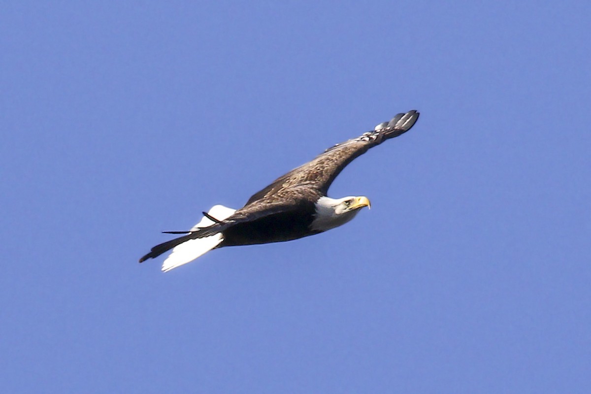 Bald Eagle - ML133719881