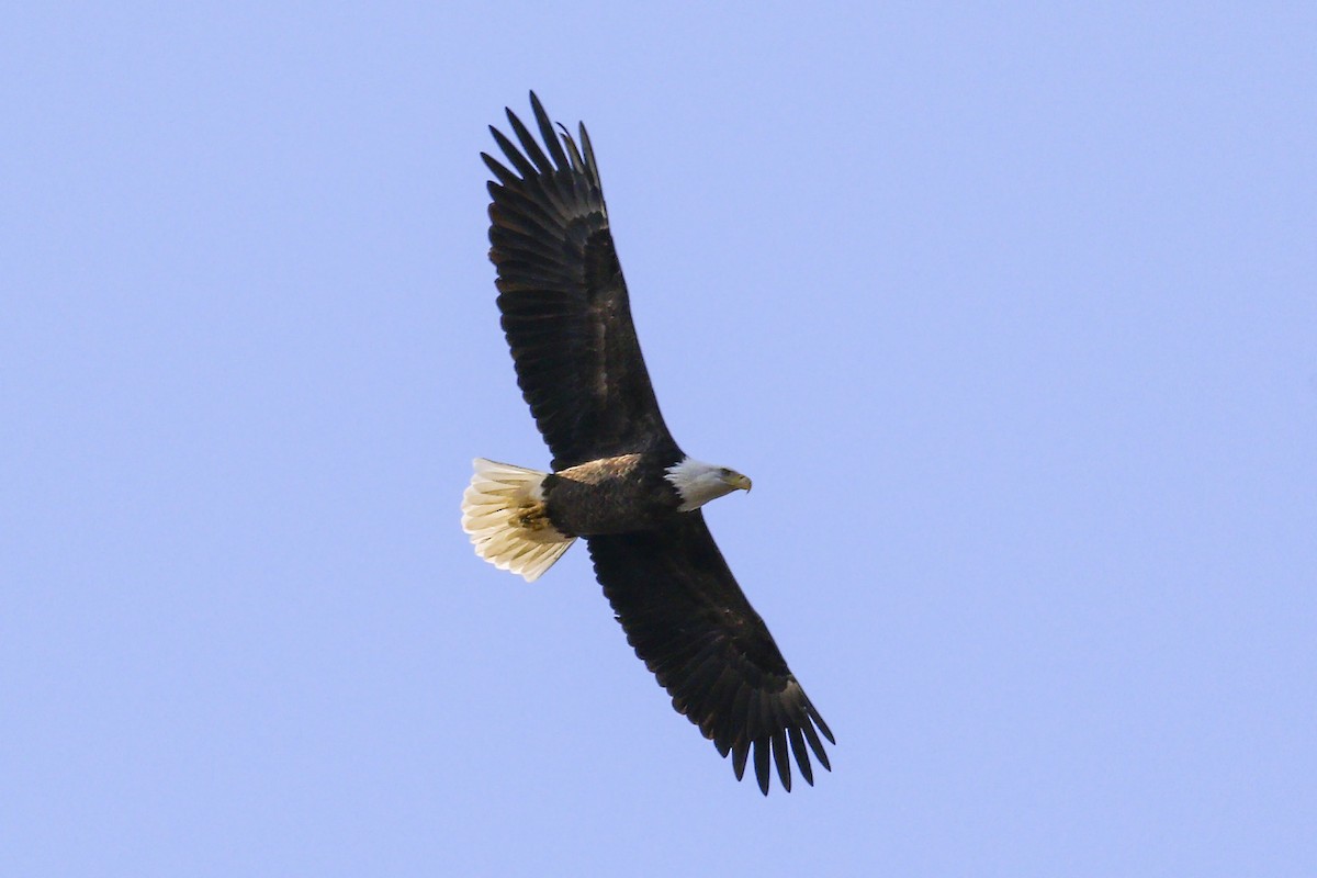 Bald Eagle - ML133719891