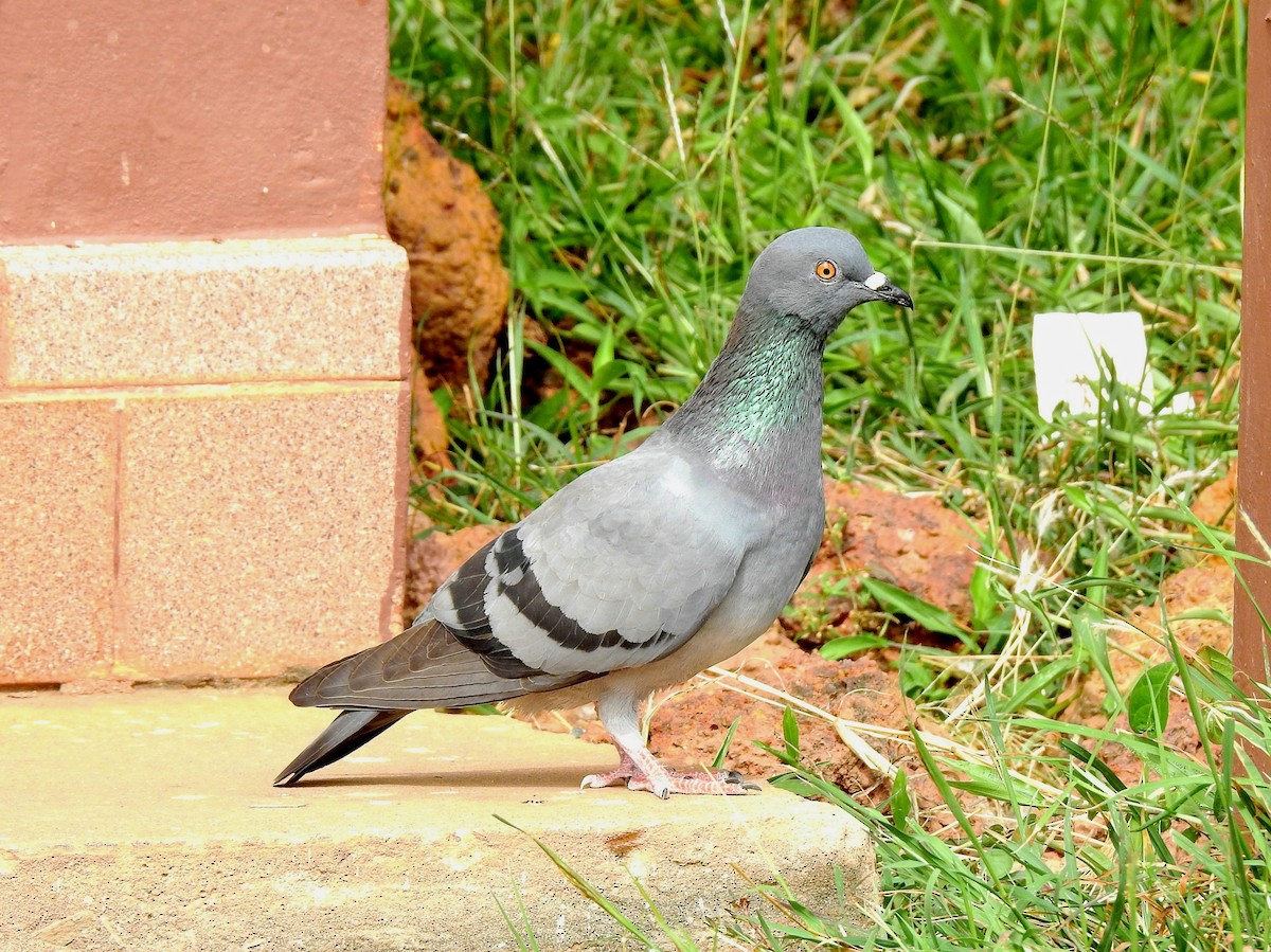 Сизый голубь (Одомашненного типа) - ML133719901