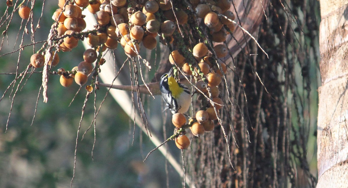 Yellow-throated Warbler - James Durst