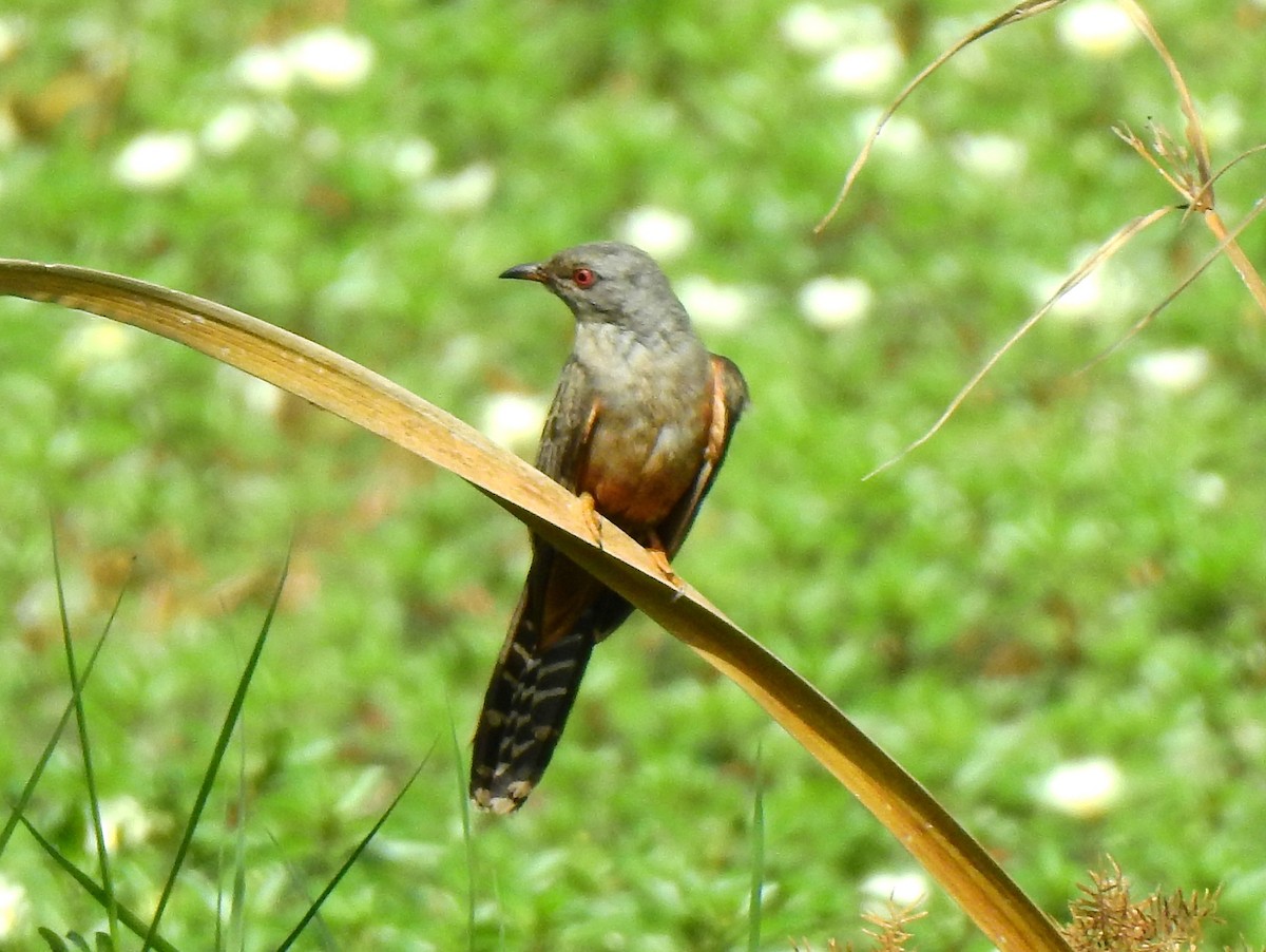 Plaintive Cuckoo - ML133721501