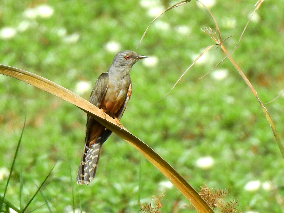 Plaintive Cuckoo - ML133721511