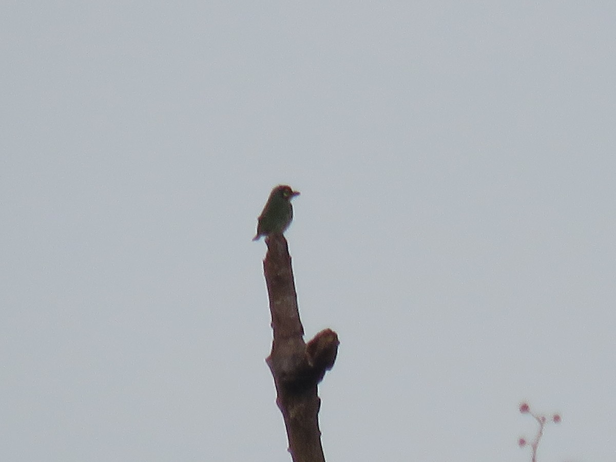 Coppersmith Barbet - ML133721811