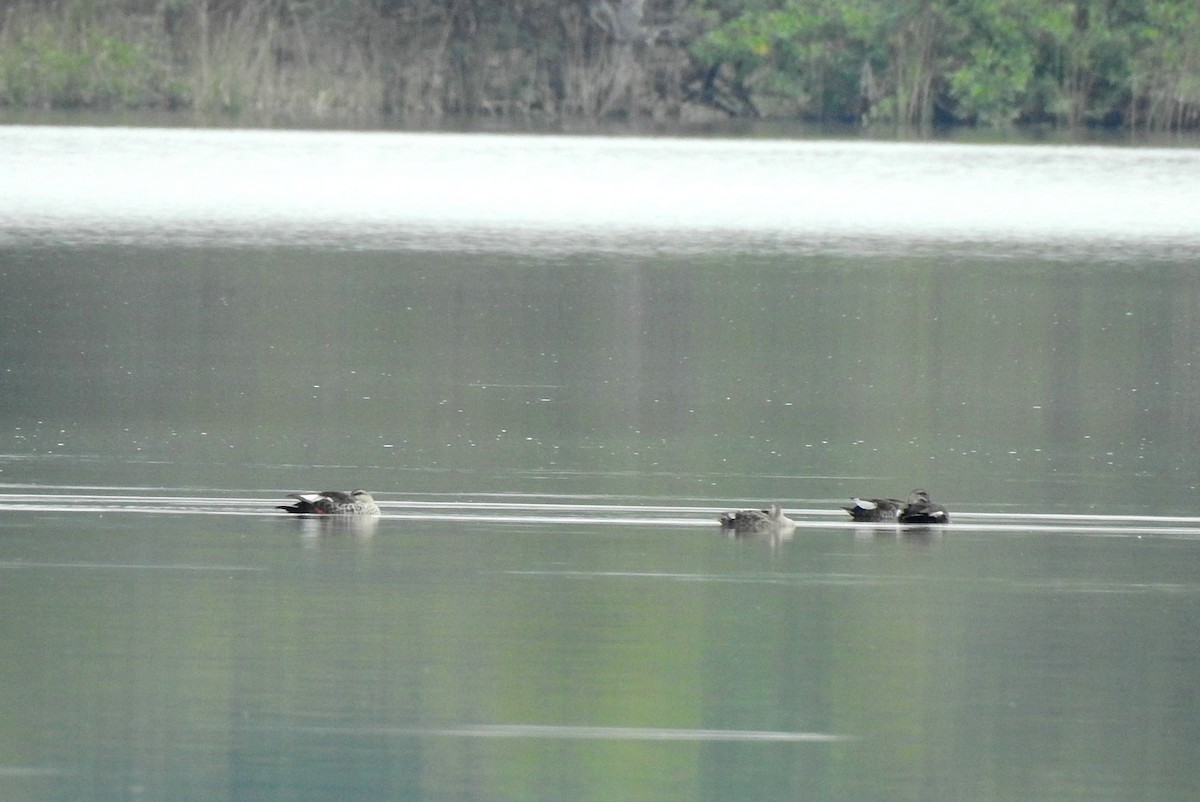 Canard à bec tacheté - ML133722121