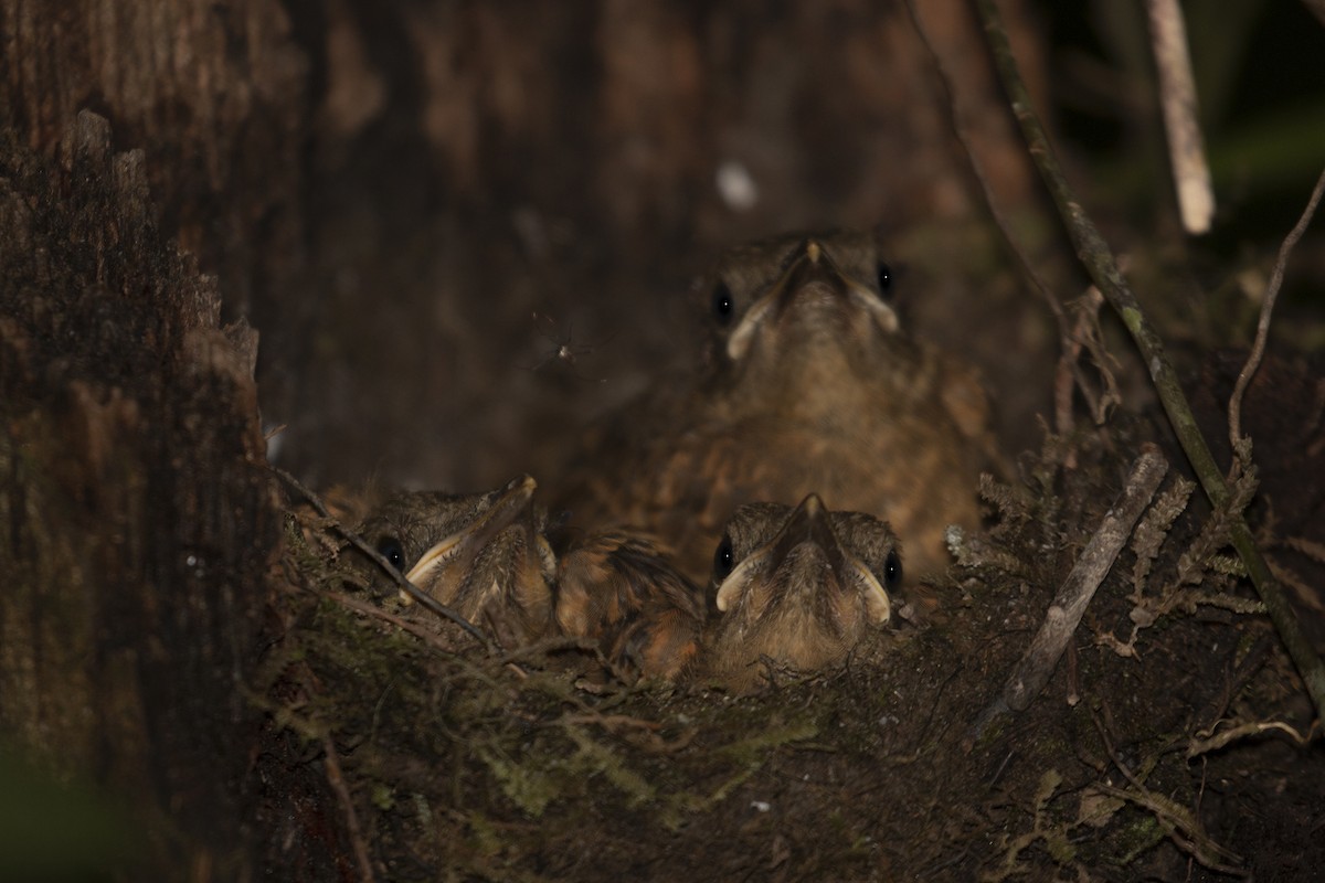 Hauxwell's Thrush - ML133722731