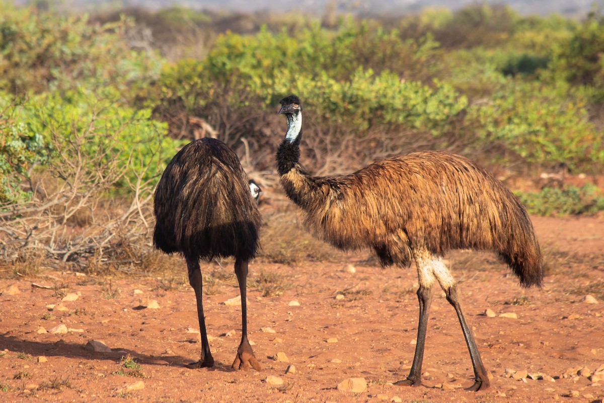 Emu - André  Zambolli