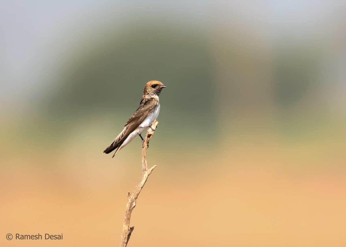 Streak-throated Swallow - ML133724981