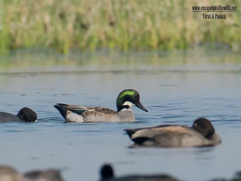 Falcated Duck - ML133726001