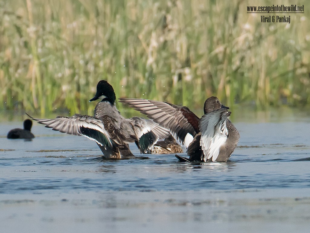 Falcated Duck - Pankaj Maheria